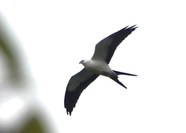 Swallow-tailed Kite - ML616825294