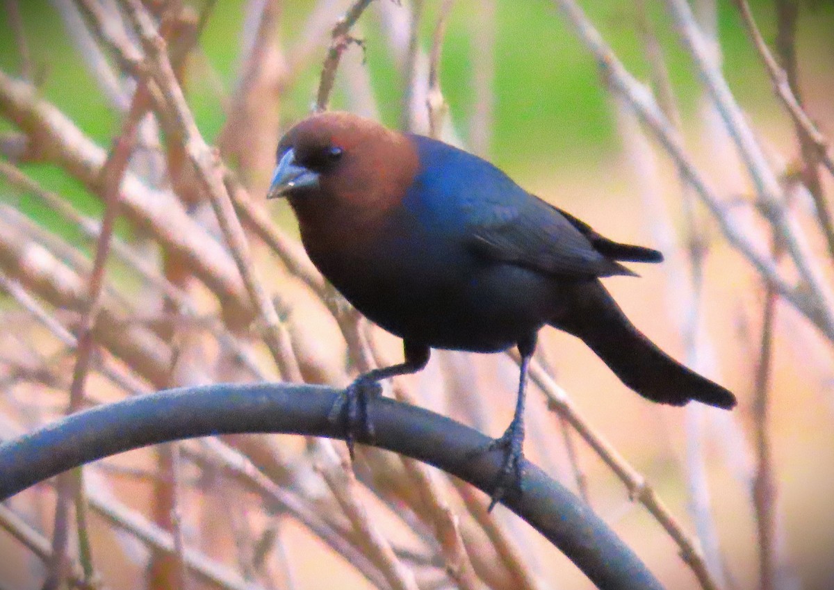 Brown-headed Cowbird - ML616825299