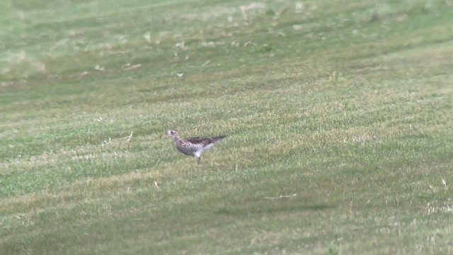 Upland Sandpiper - ML616825329