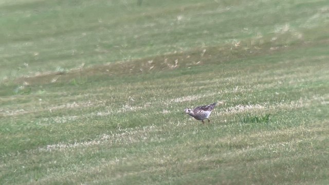 Upland Sandpiper - ML616825334