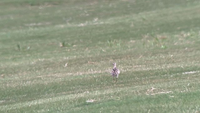 Upland Sandpiper - ML616825340