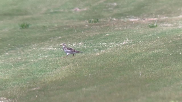 Upland Sandpiper - ML616825343