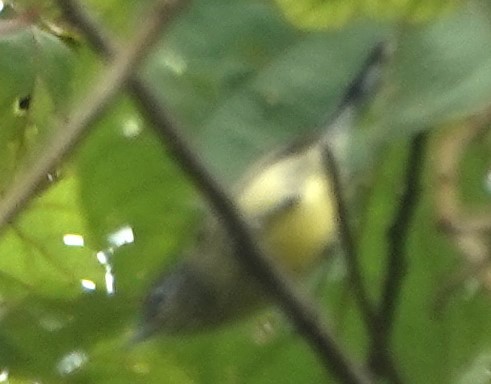 Yellow-breasted Antwren - ML616825350