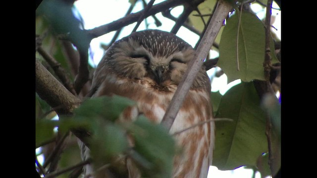 Northern Saw-whet Owl - ML616825392