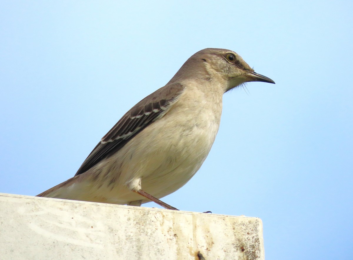 Northern Mockingbird - ML616825422