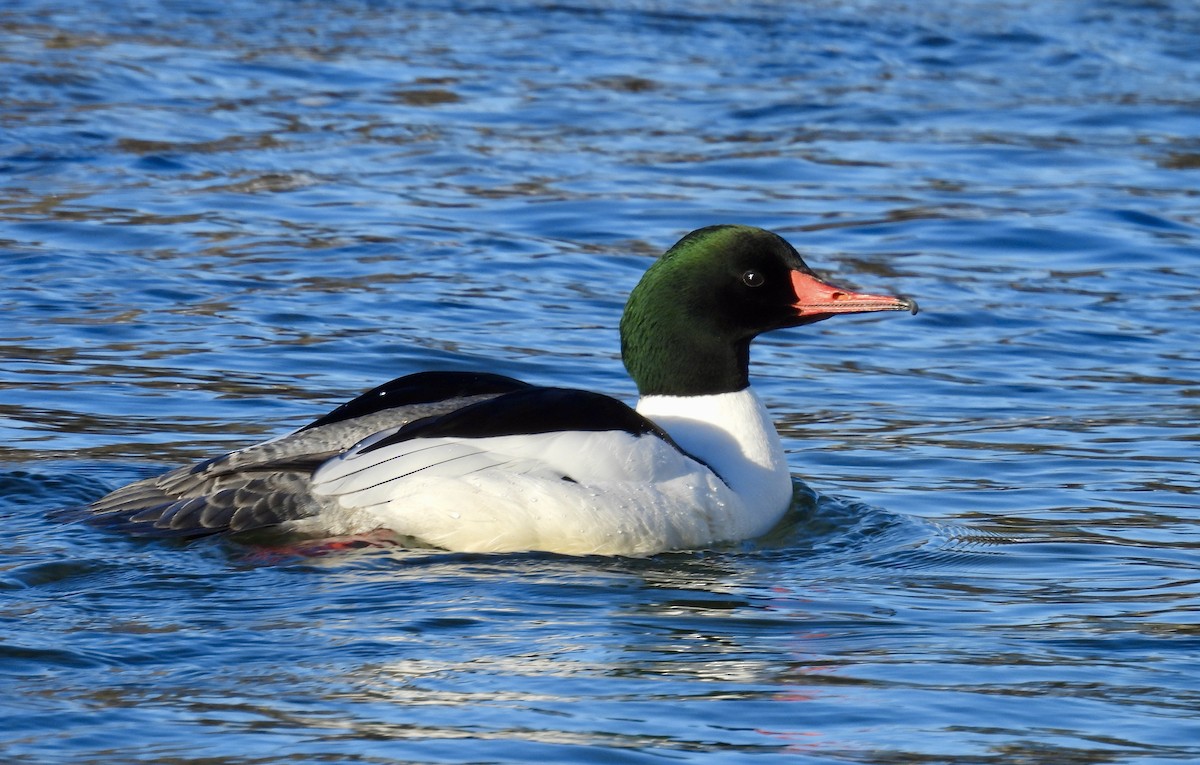 Common Merganser - ML616825534