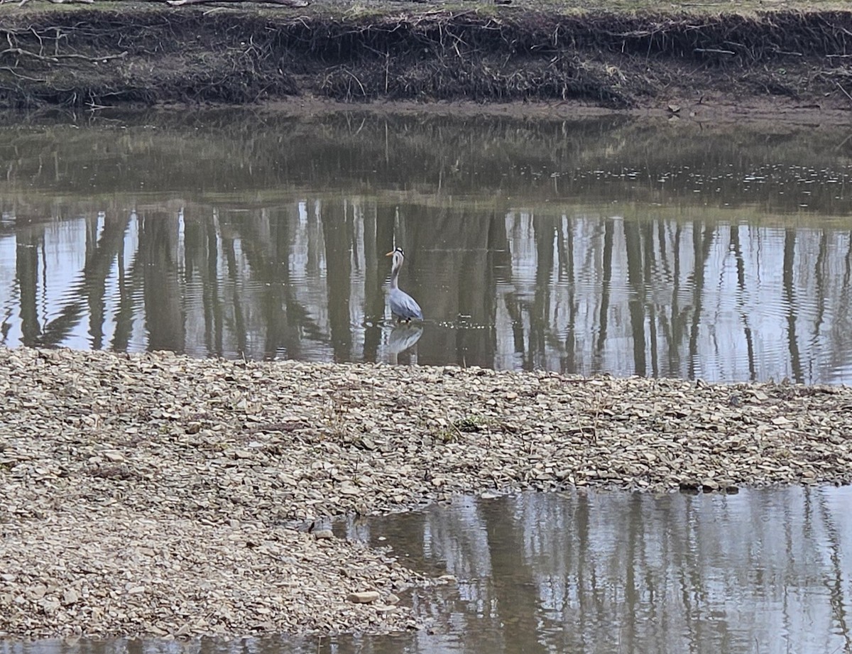 Great Blue Heron - ML616825548