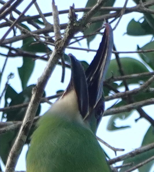 Chestnut-tipped Toucanet - Peter Blancher