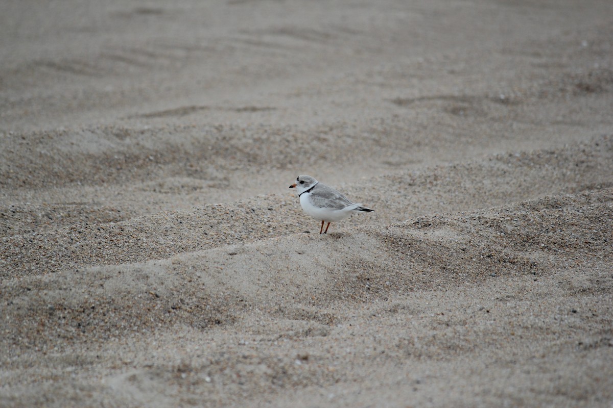 Piping Plover - Holly Hemmalin