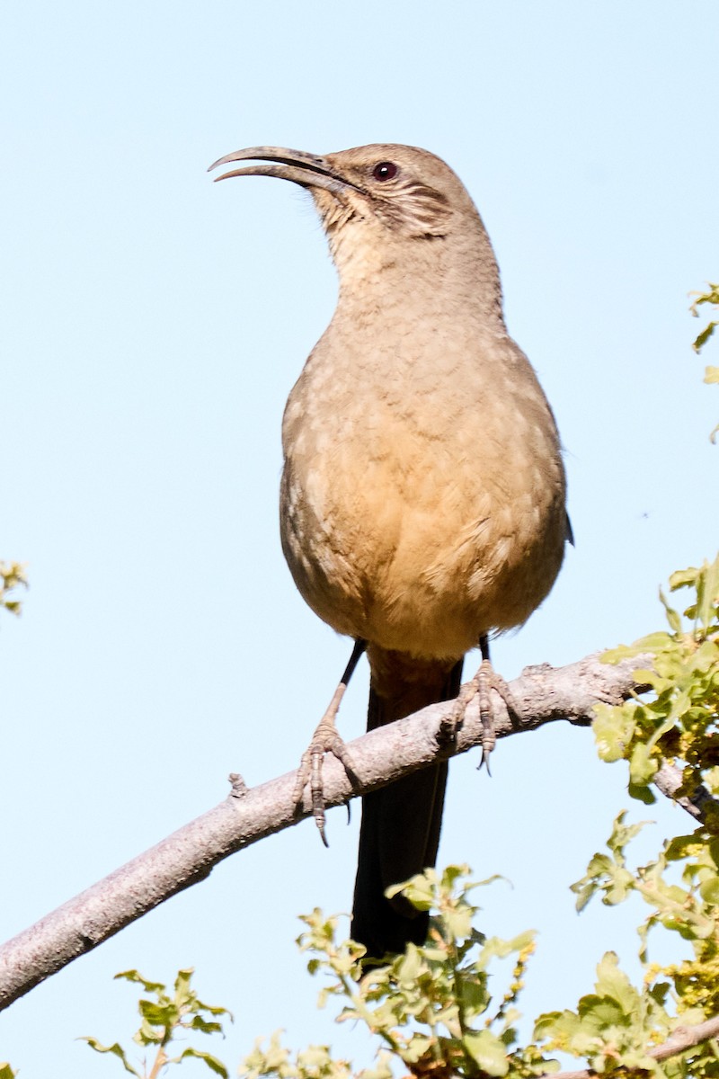 California Thrasher - ML616825610