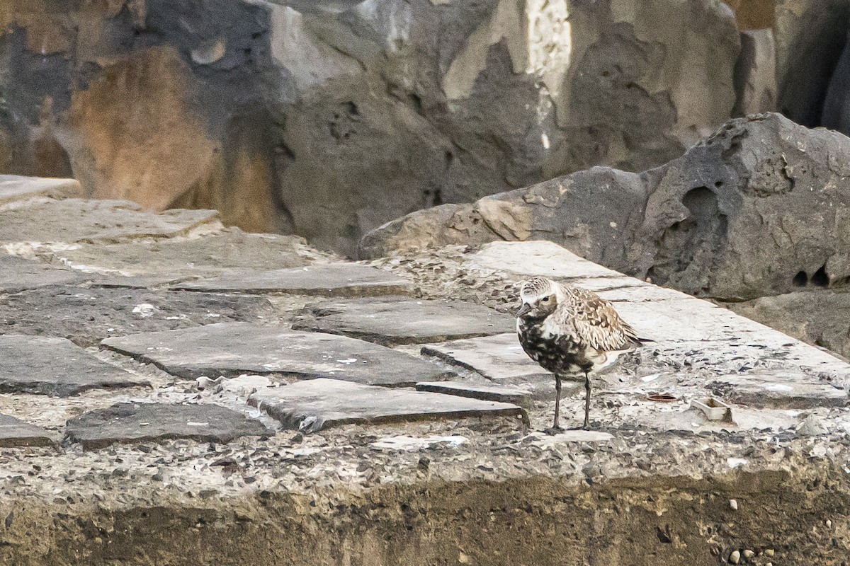 Black-bellied Plover - ML616825622