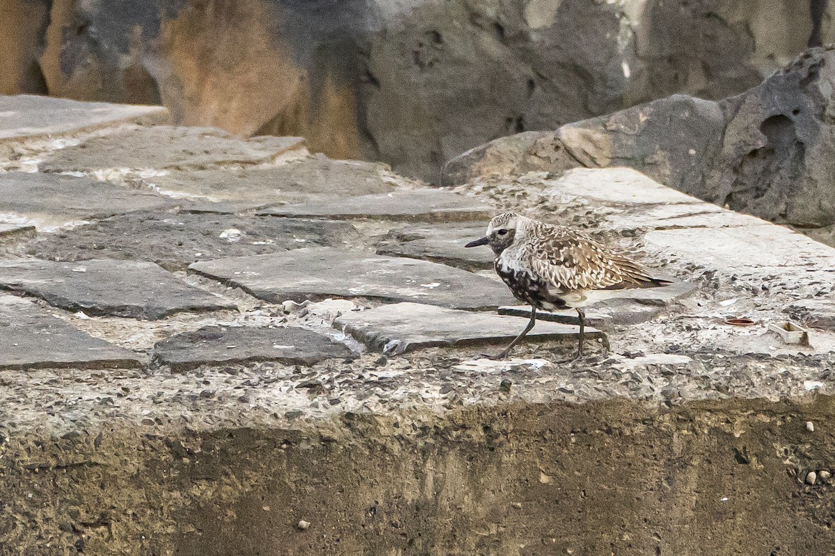 Black-bellied Plover - ML616825623