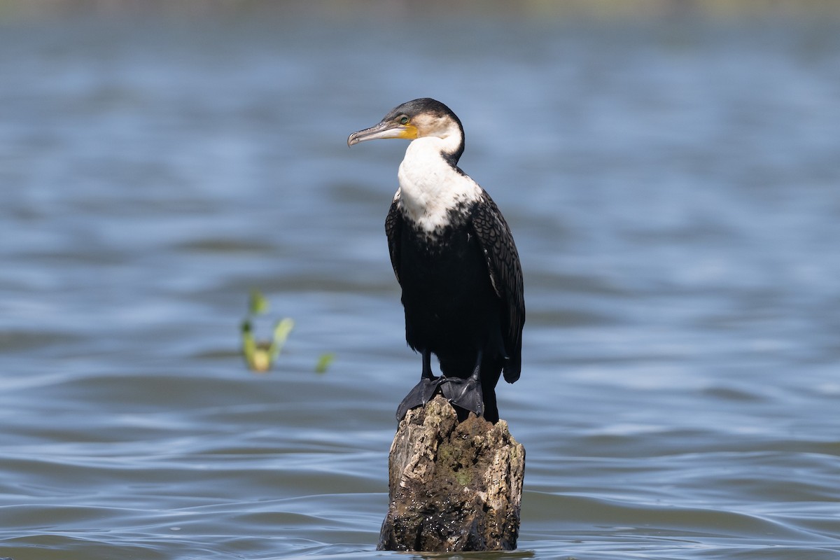 Great Cormorant - ML616825627