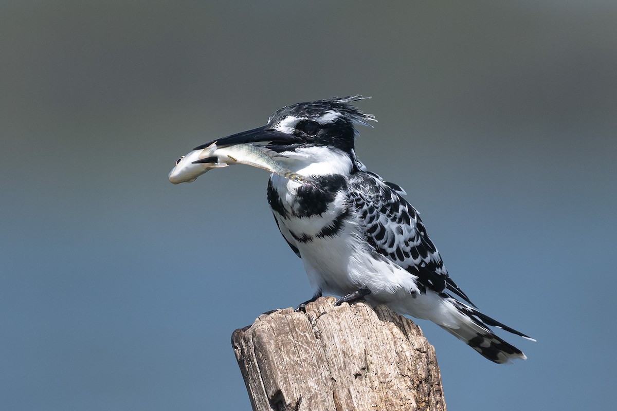 Pied Kingfisher - ML616825673