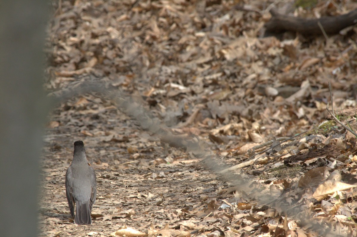 American Robin - ML616825695