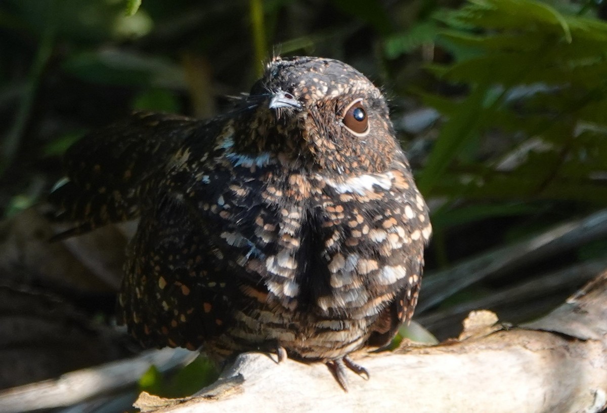 Blackish Nightjar - ML616825724