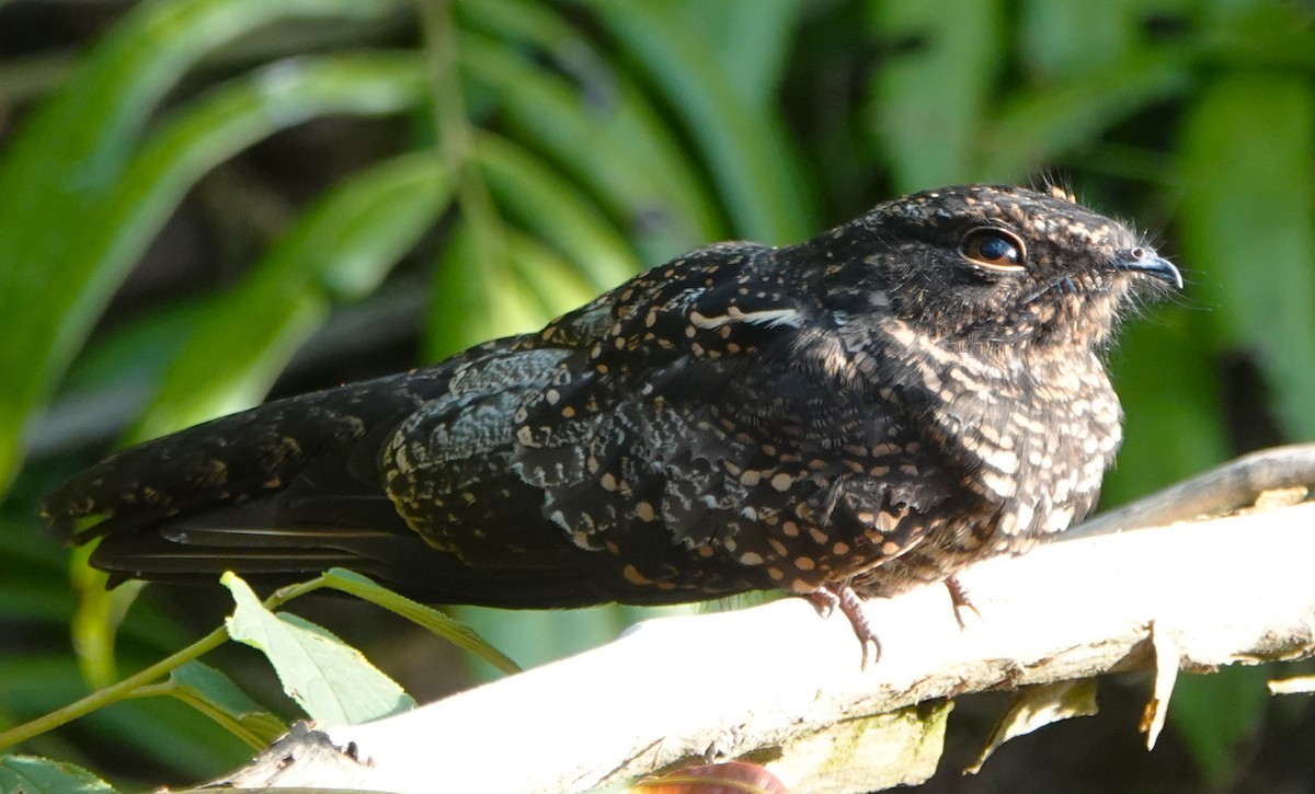 Blackish Nightjar - Peter Blancher