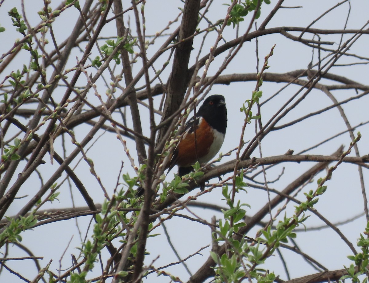 Spotted Towhee - ML616825757