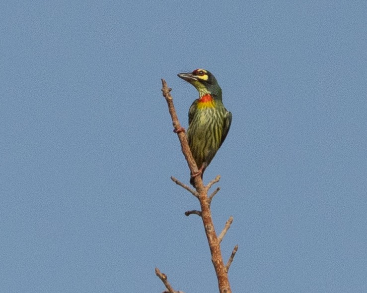 Coppersmith Barbet - Dixie Sommers