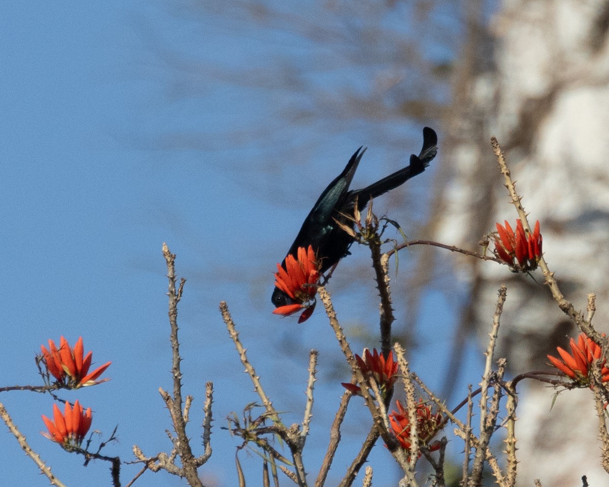 Hair-crested Drongo - Dixie Sommers