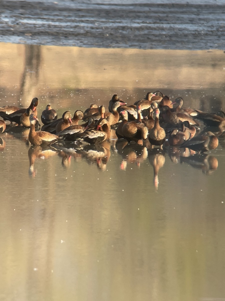 Black-bellied Whistling-Duck - ML616825796