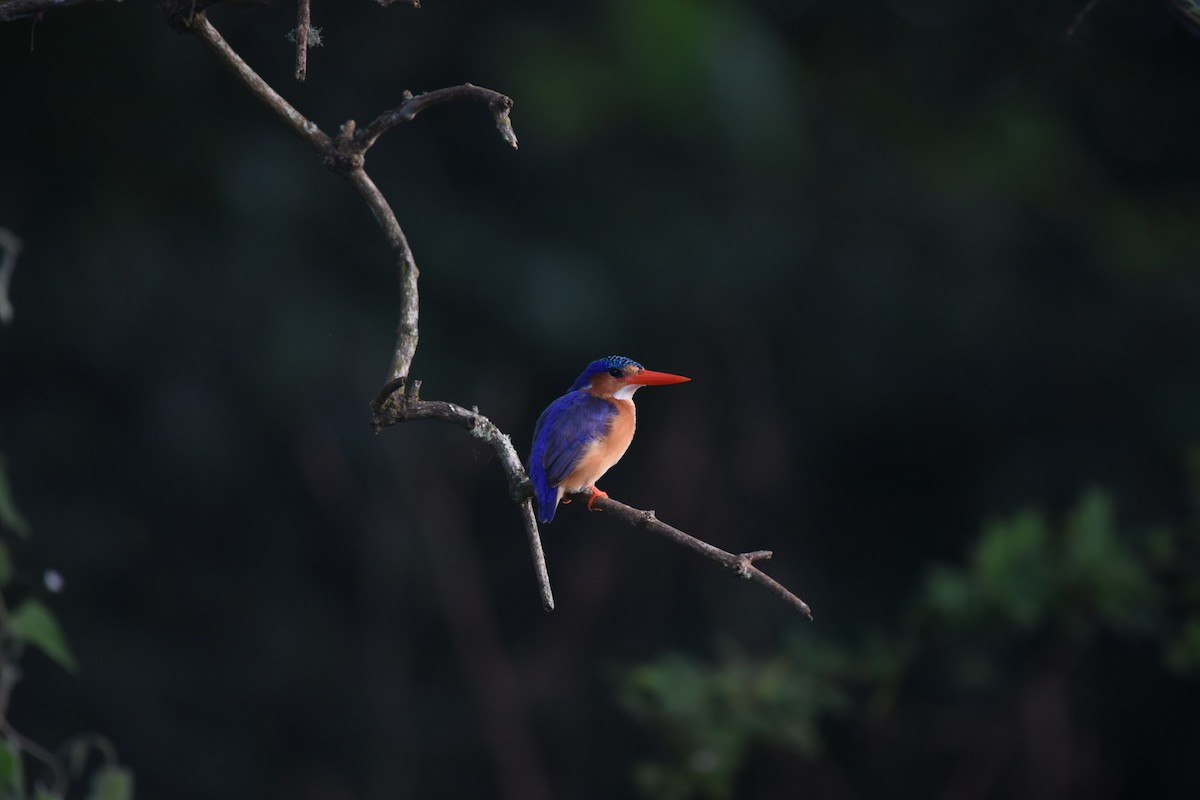 Malachite Kingfisher - ML616825826