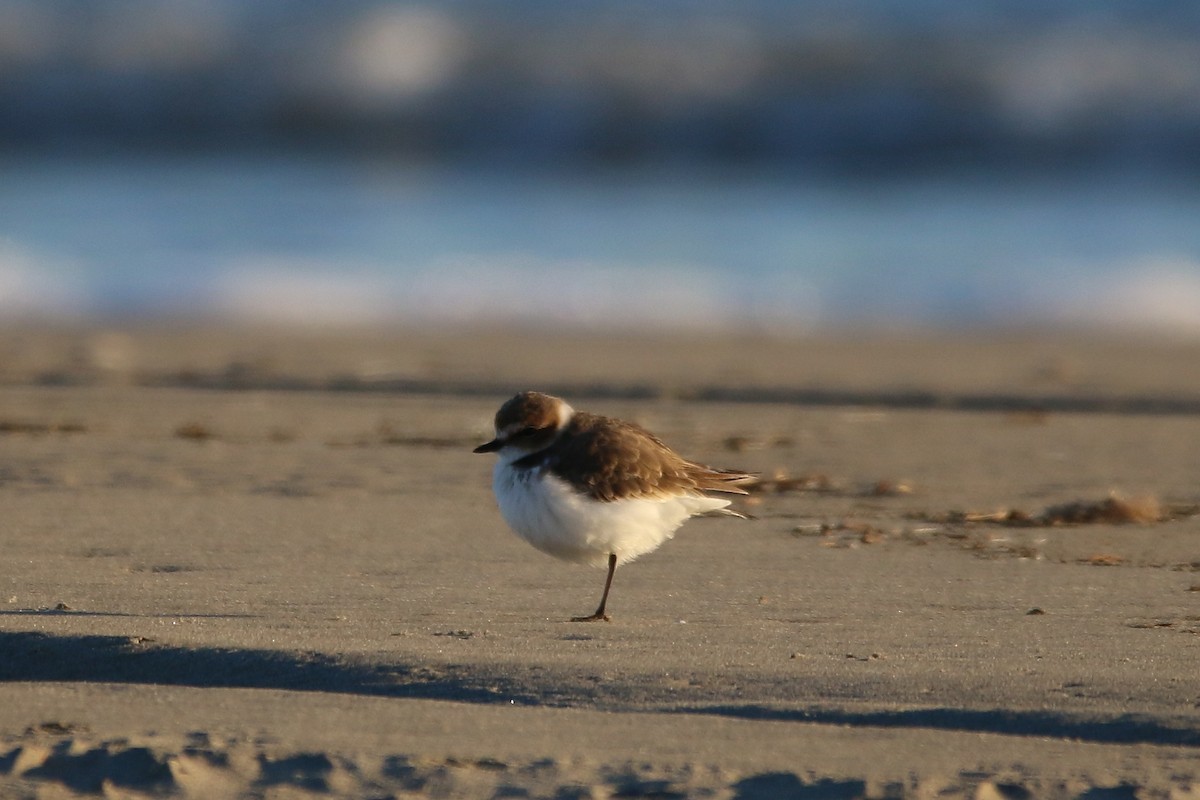 Kentish Plover - ML616825839