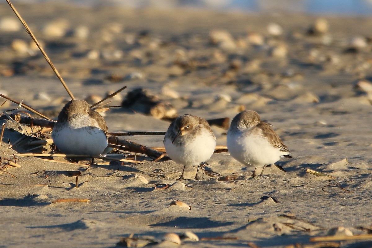 Dunlin - ML616825850