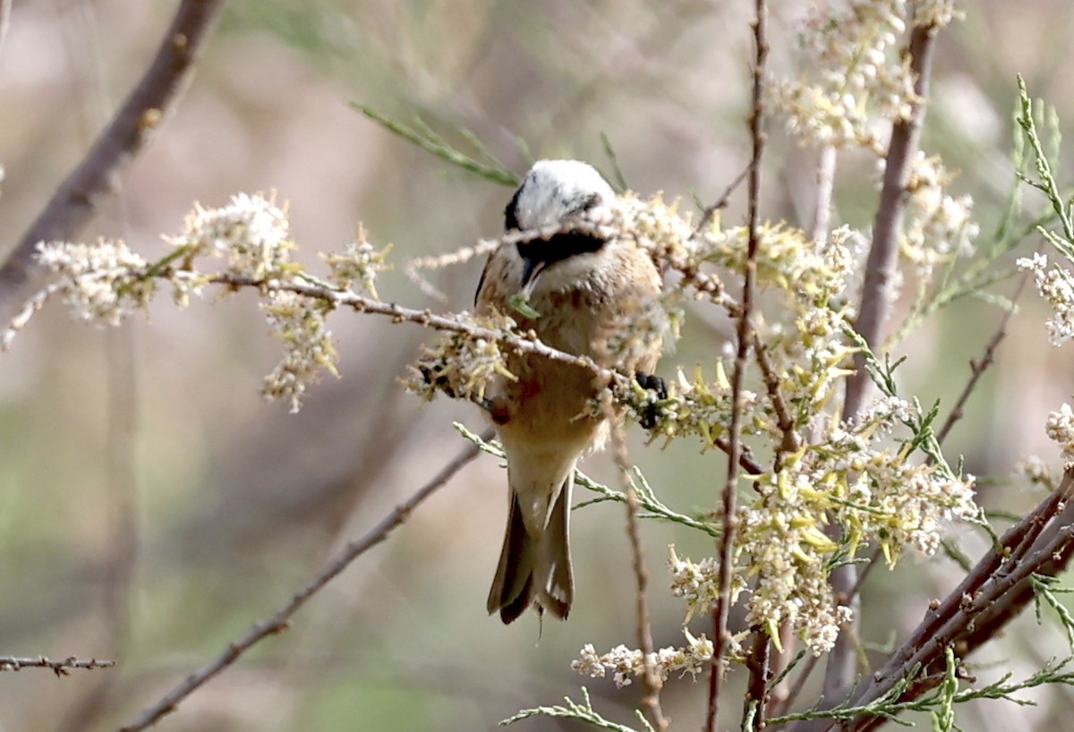 Rémiz penduline - ML616825855