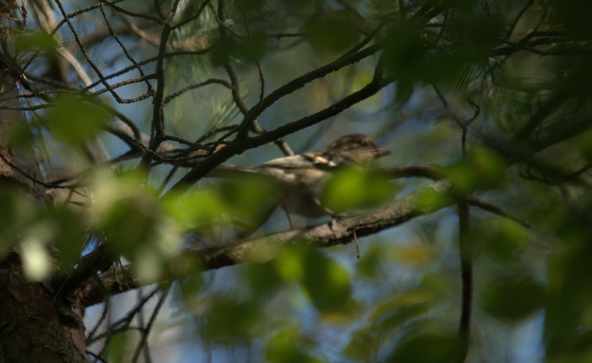 Common Chaffinch - ML616825884