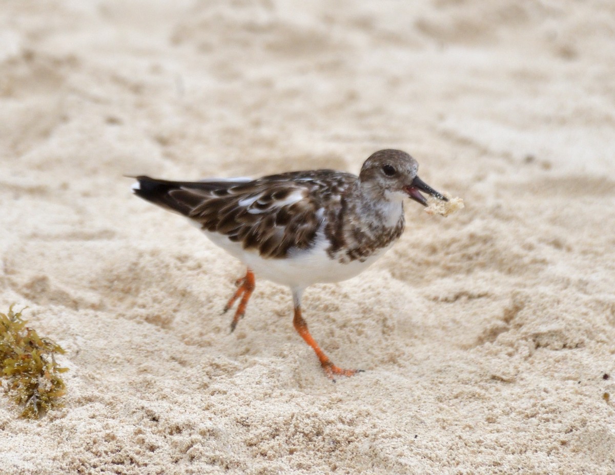 Ruddy Turnstone - ML616825922