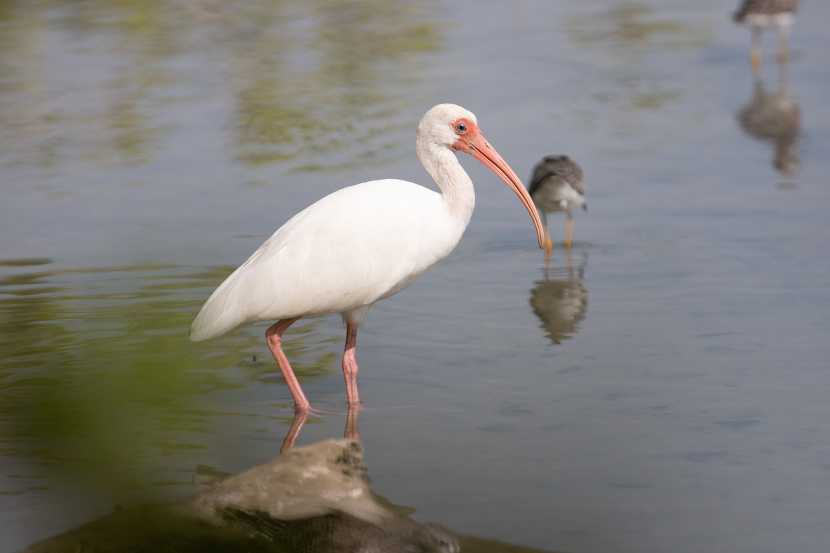 ibis bílý - ML616825979