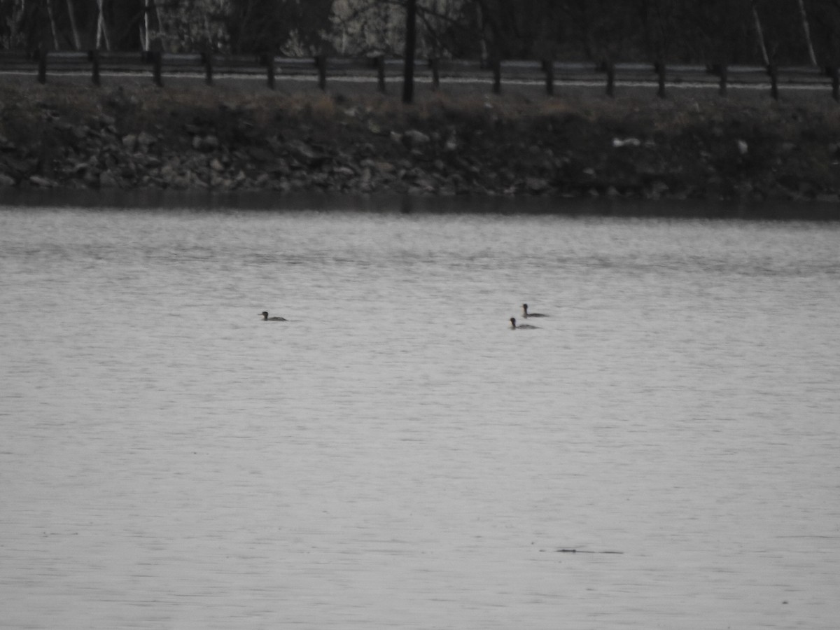 Red-breasted Merganser - Ron Marek