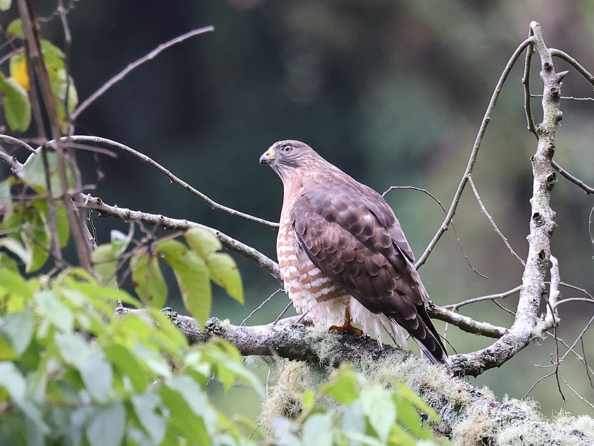 Broad-winged Hawk - Myles McNally