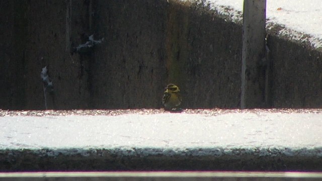 Townsend's Warbler - ML616826054