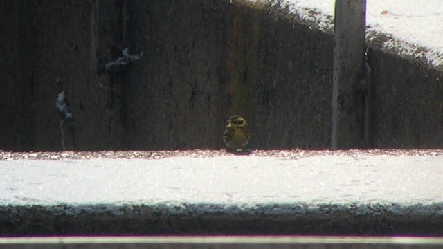 Townsend's Warbler - ML616826054