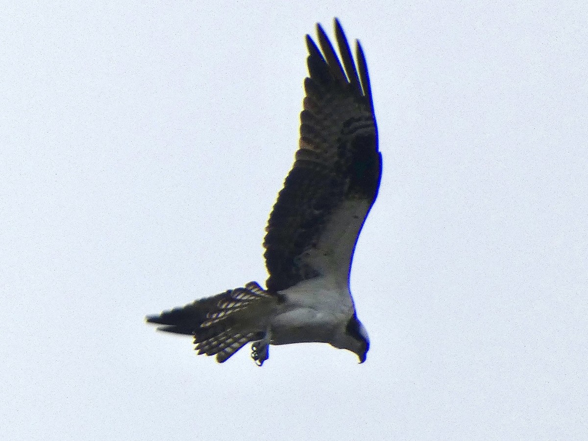 Osprey - ML616826089