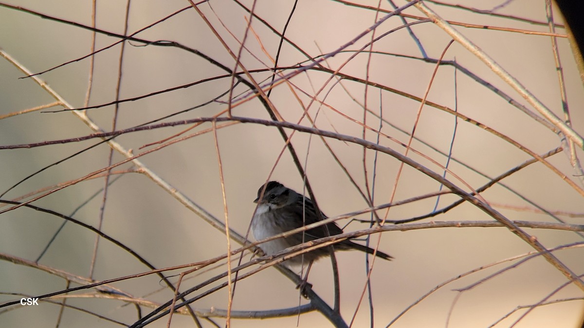 Swamp Sparrow - CHRISTOPHER KEEN