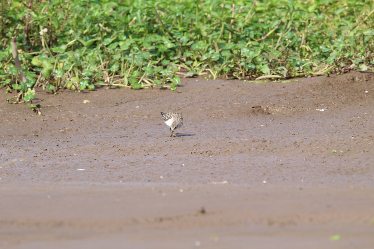 Little Stint - ML616826097