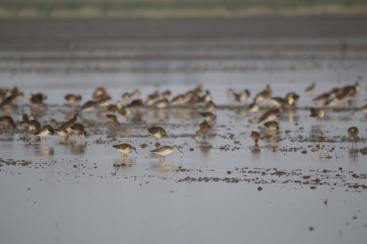 Spotted Redshank - ML616826117