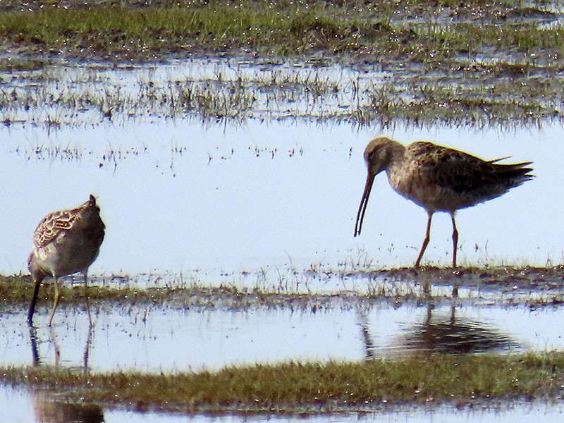 Long-billed Dowitcher - ML616826133