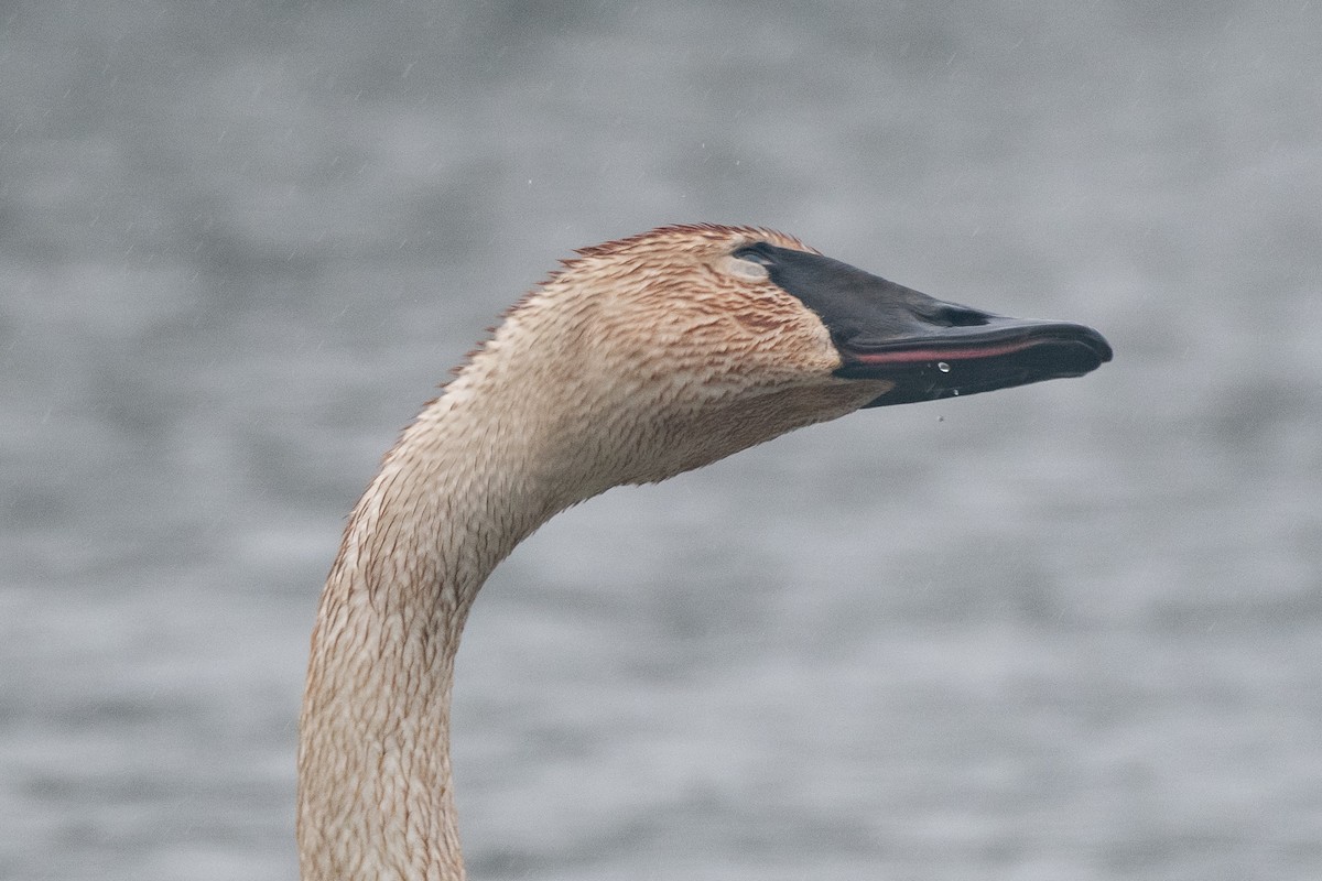 Trumpeter Swan - ML616826134