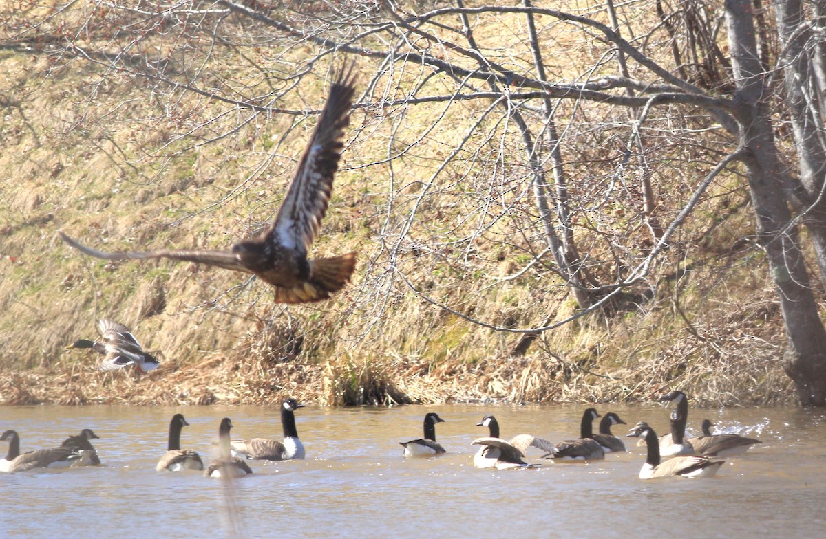 Bald Eagle - ML616826137