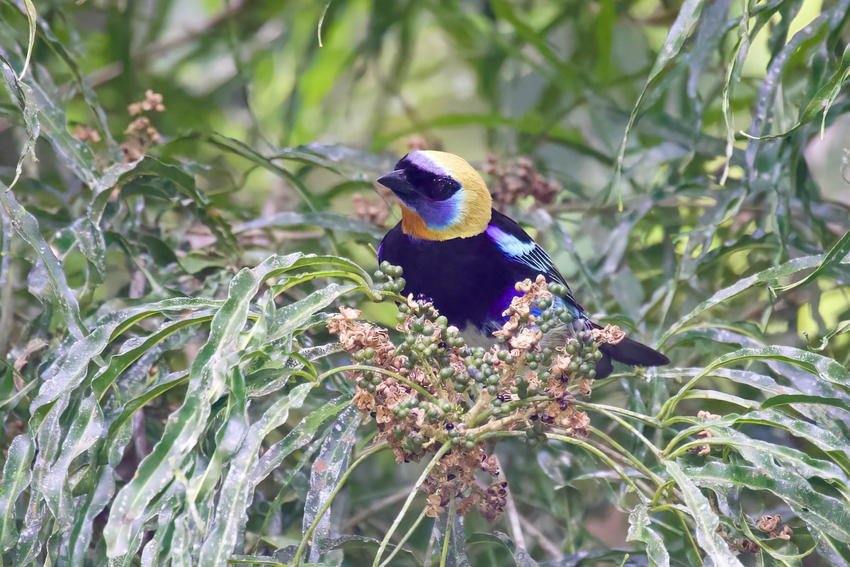 Golden-hooded Tanager - ML616826138