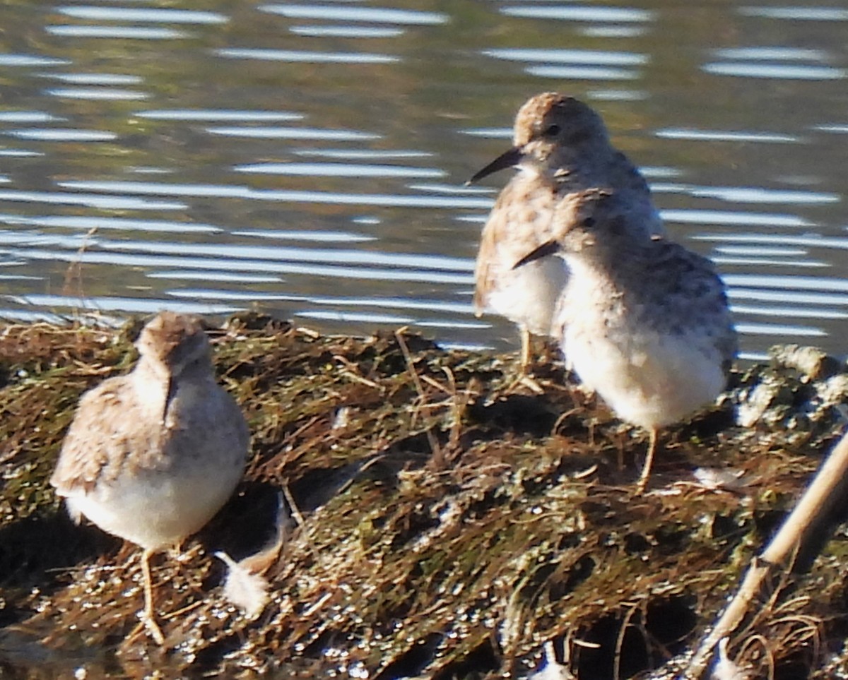 Least Sandpiper - ML616826152