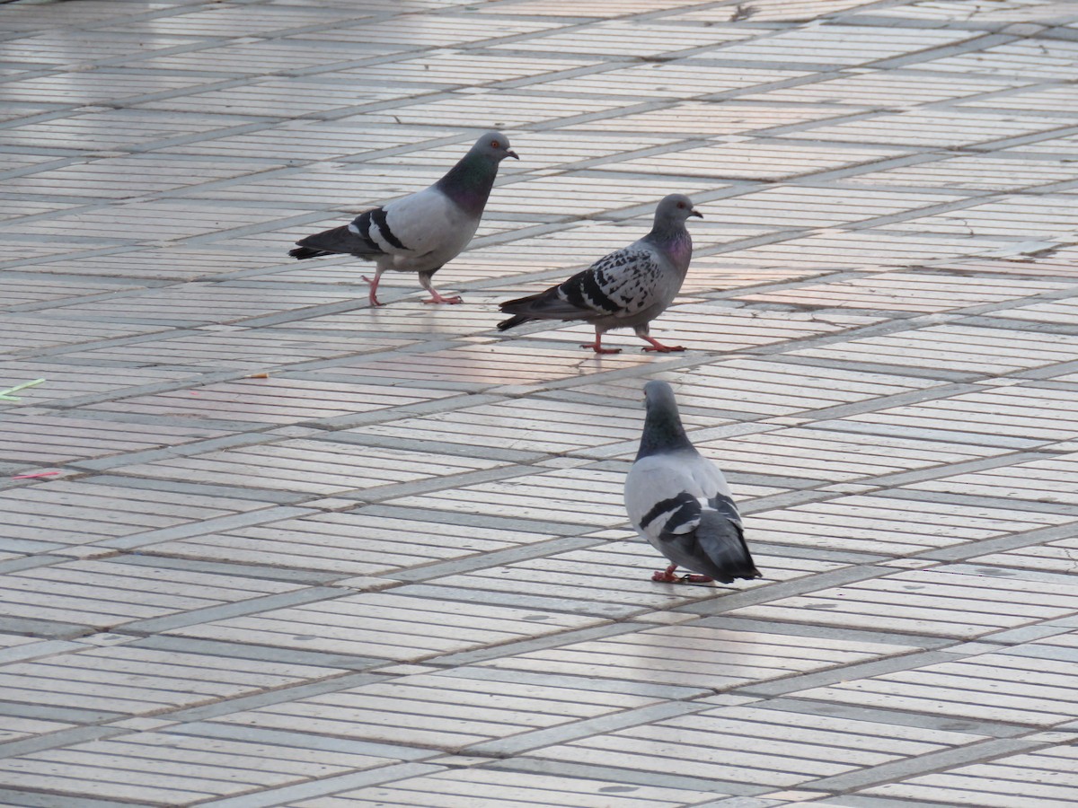 Rock Pigeon (Feral Pigeon) - ML616826156