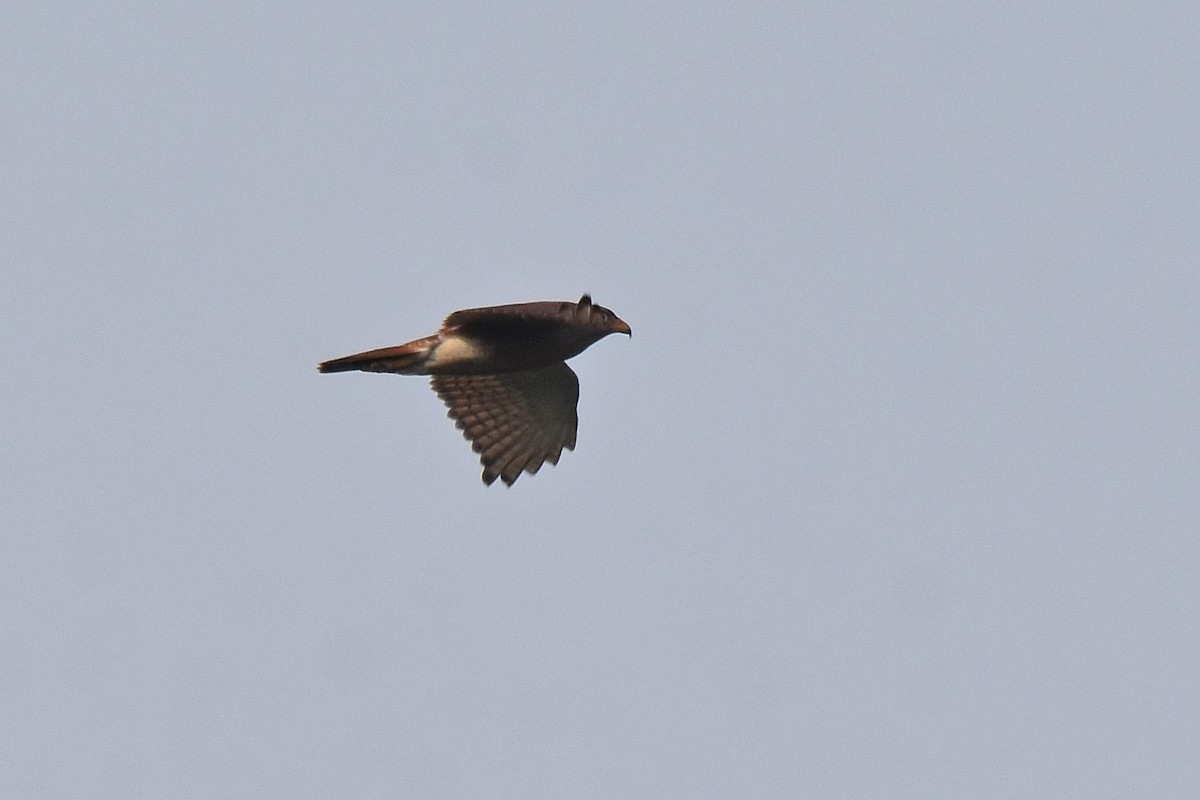 Rufous-winged Buzzard - ML616826179