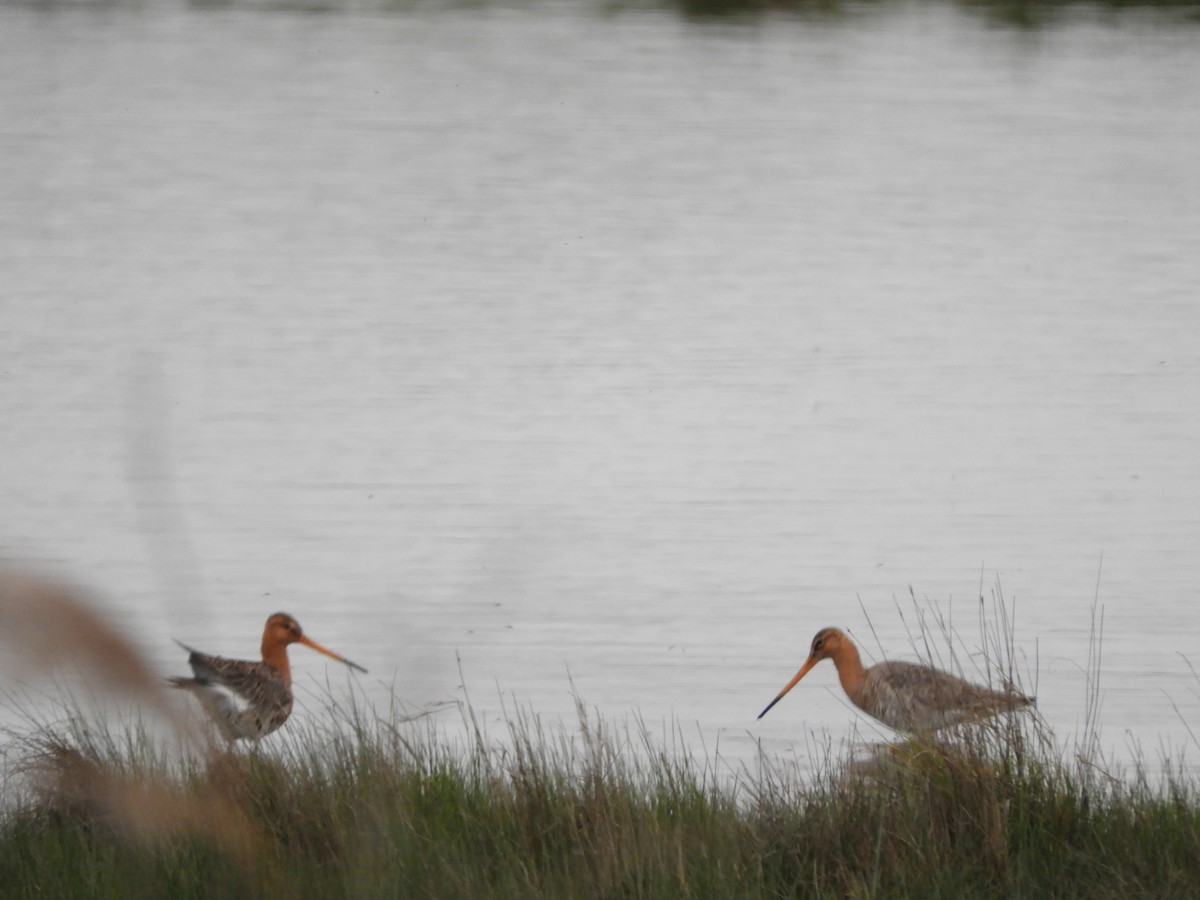 Black-tailed Godwit - ML616826184