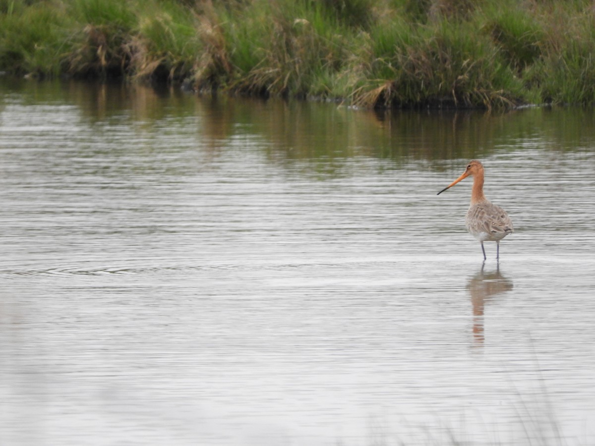 Black-tailed Godwit - ML616826185