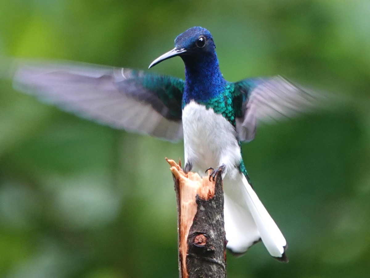 White-necked Jacobin - ML616826187